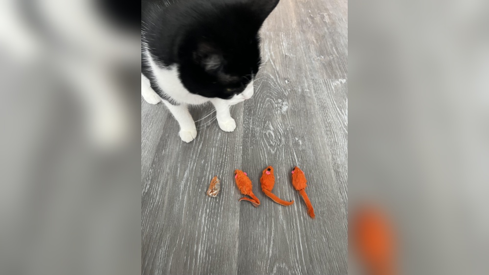 Why Does My Cat Only Play With One Toy: Surprising Reasons Explained