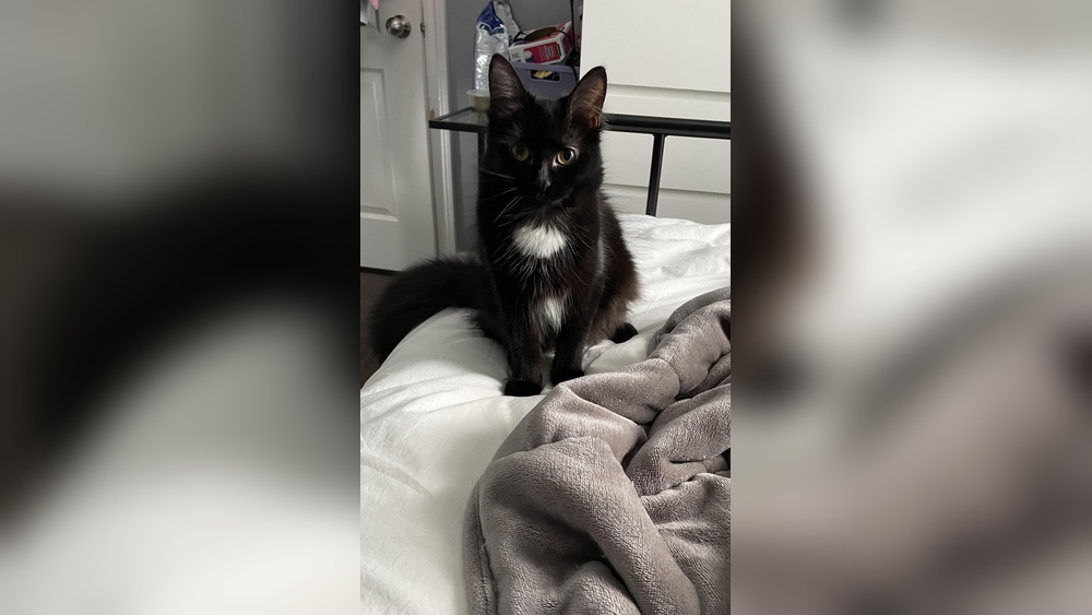 Why Does My Cat Pee on Her Toys: Shocking Reasons Revealed!