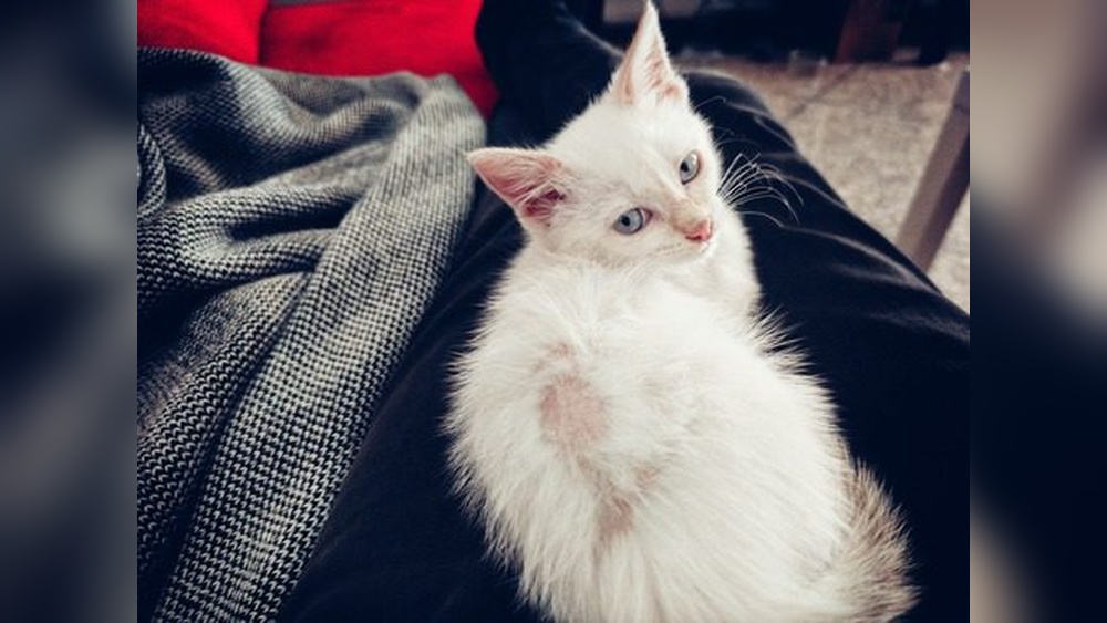 Why Does My Cat Pull Out Fur When Grooming: Causes & Solutions