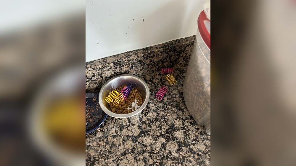 Why Does My Cat Put Her Toys in Her Food: Surprising Reasons Explained