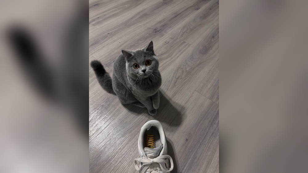 Why Does My Cat Put Her Toys in My Shoe: Surprising Cat Behavior Explained