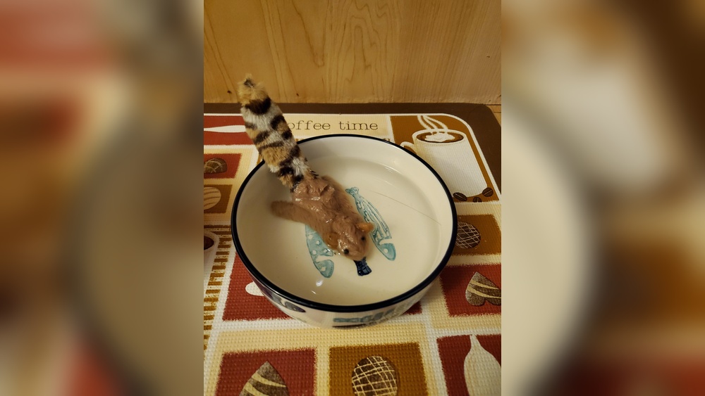 Why Does My Cat Put Toys in Her Water: Surprising Reasons Explained