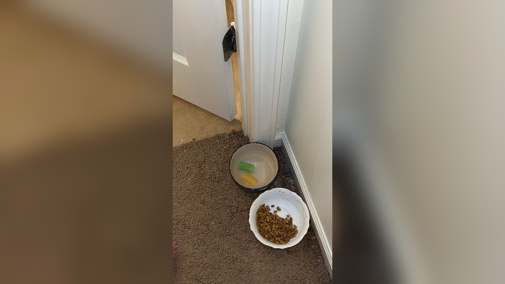 Why Does My Cat Put Toys in His Litter Box? Surprising Reasons Revealed