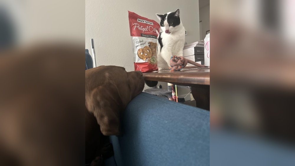 Why Does My Cat Rub Her Head on Her Toys: Surprising Reasons Explained