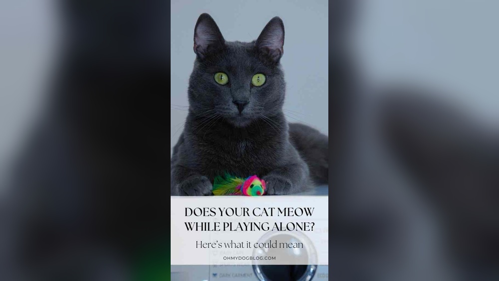 Why Does My Cat Sing to Her Toy: Surprising Reasons Revealed