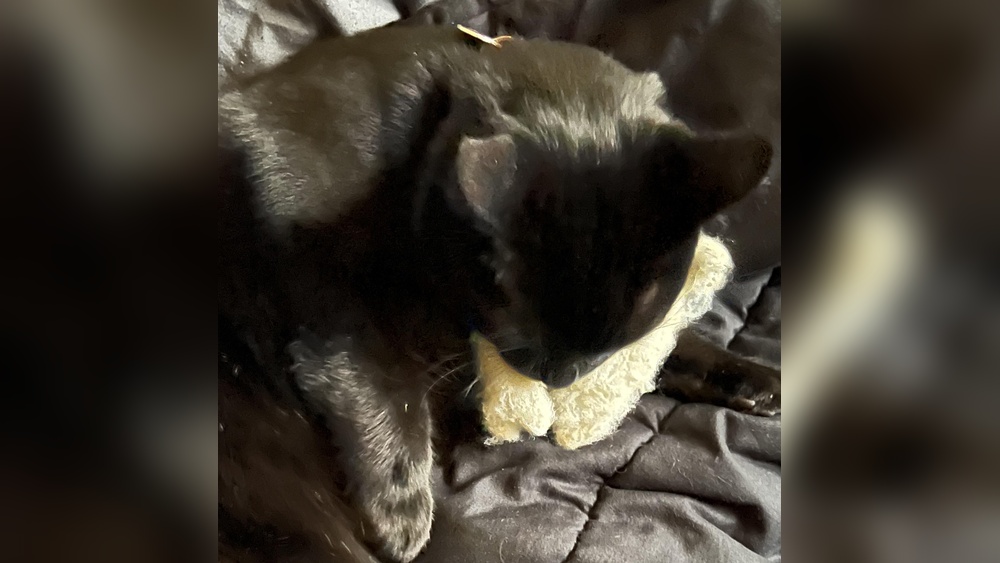 Why Does My Cat Sleep With His Toy: Surprising Reasons Revealed