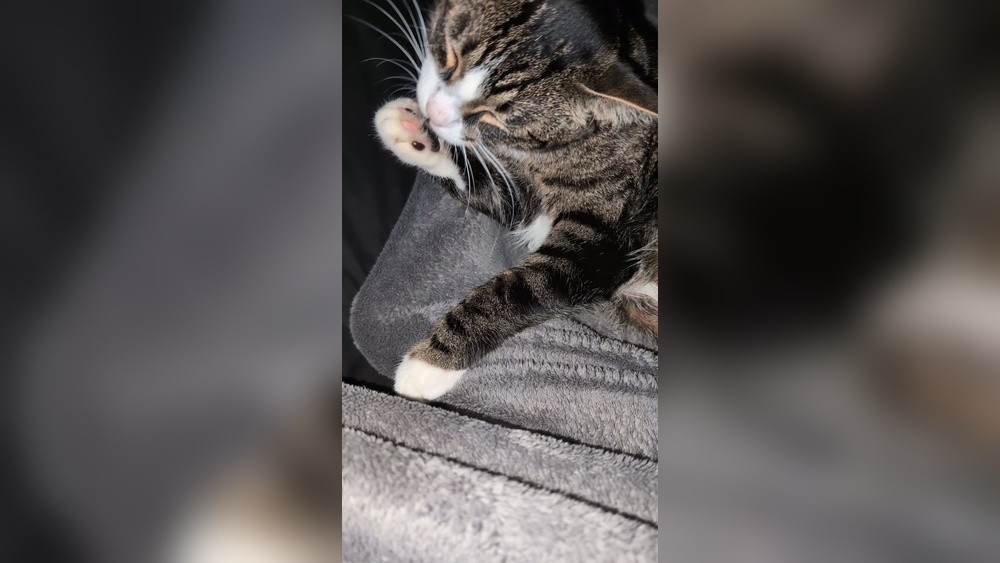 Why Does My Cat Slurps When Grooming: Surprising Reasons Explained