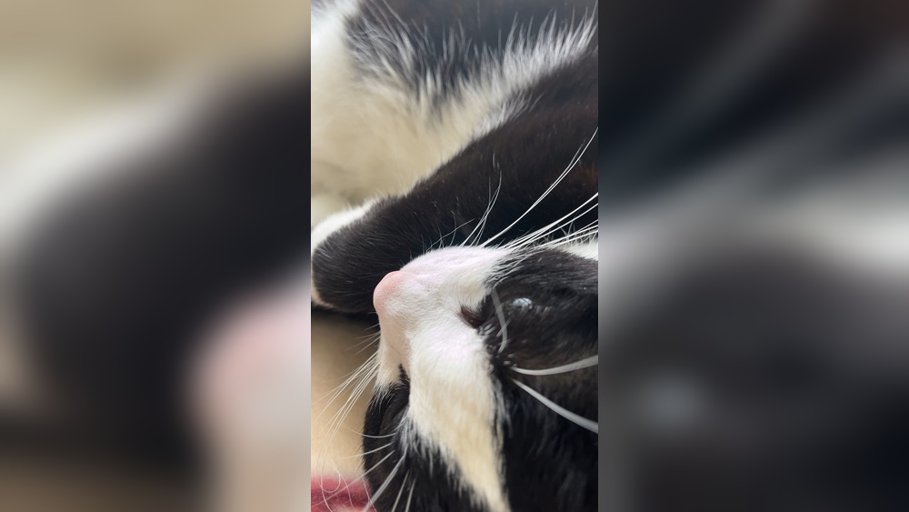 Why Does My Cat Snort When Grooming: Surprising Reasons Explained