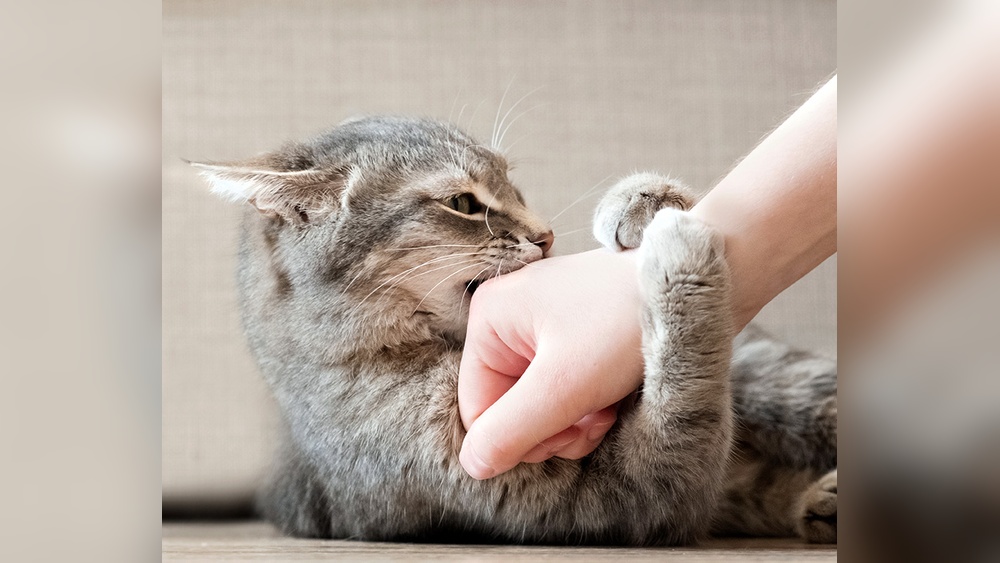 Why Does My Cat Start Grooming When I Pet Him: Surprising Reasons Explained