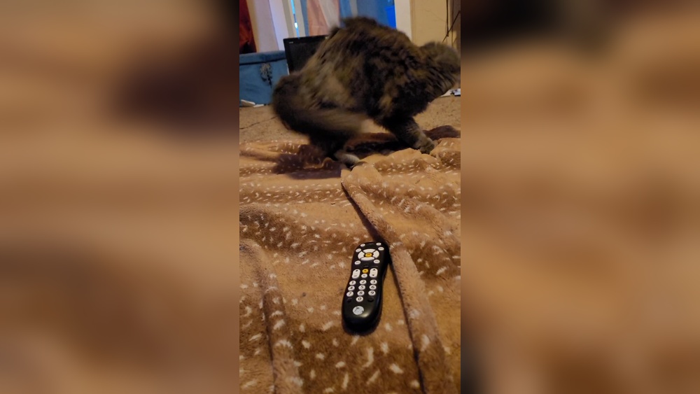 Why Does My Cat Stomp on Toys: Uncover the Surprising Reasons