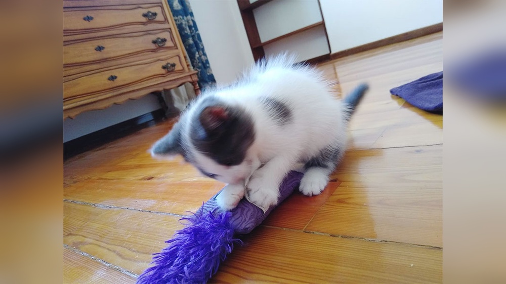 Why Does My Cat Take the Toys Away from Me: Surprising Reasons Revealed