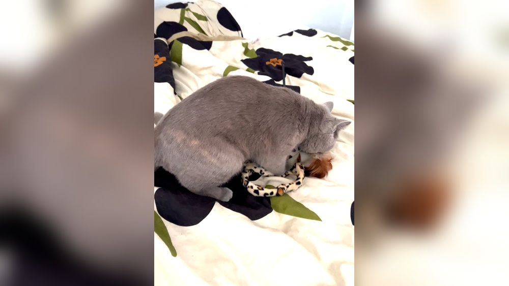 Why Does My Female Cat Knead Her Toys: Surprising Reasons Explained