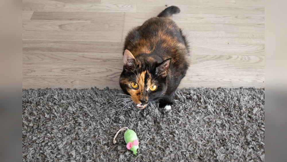 Why Does My Male Cat Bring Me Toys: Surprising Reasons Revealed