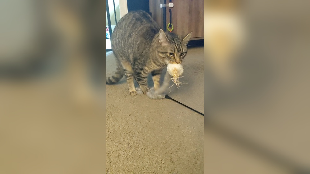 Why Does My Neutered Cat Hump His Toys: Surprising Reasons Explained