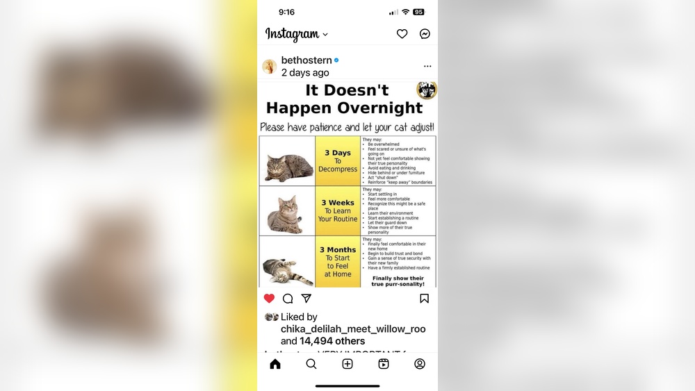 Why Does My New Cat Not Like Toys: Surprising Reasons Explained