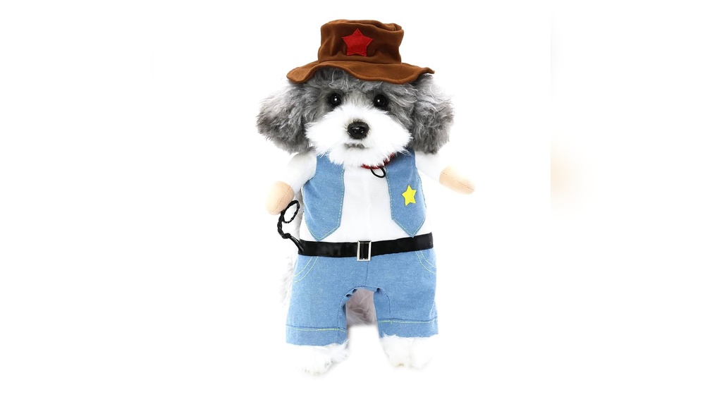 Why Does My Old Cat Get Amorous With His Toy: Surprising Reasons Revealed