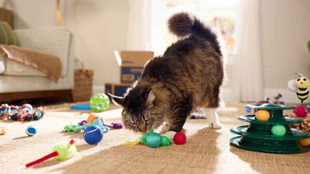 Why Does My Senior Cat Pee on Cat Toys: Causes & Solutions