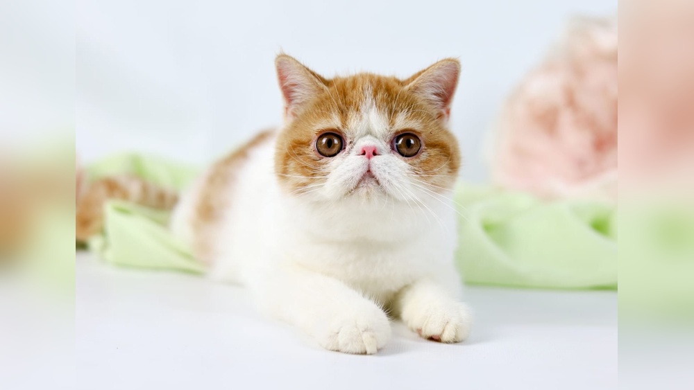 Why Does Nobody Care About Cat Breeds: Shocking Truth Revealed