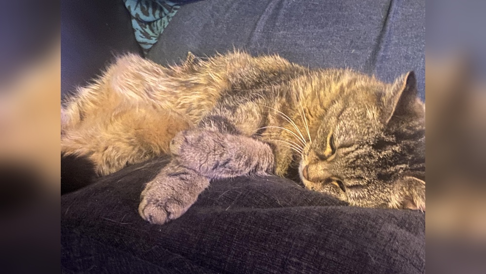 Why Doesn’T My Cat Groom Himself Anymore: Top Causes Explained