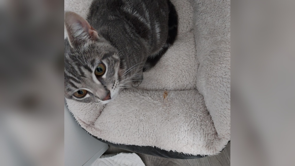 Why Doesn&rsquo;T My Cat Groom His Butt: Shocking Reasons Revealed!