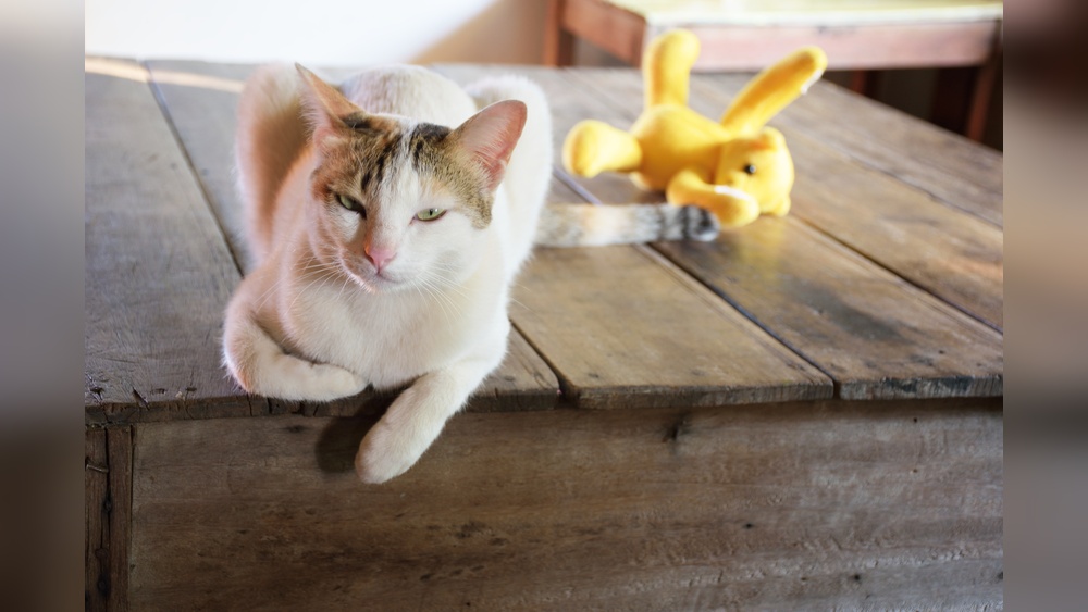 Why Doesnt My Cat Like Toys: Surprising Reasons Revealed