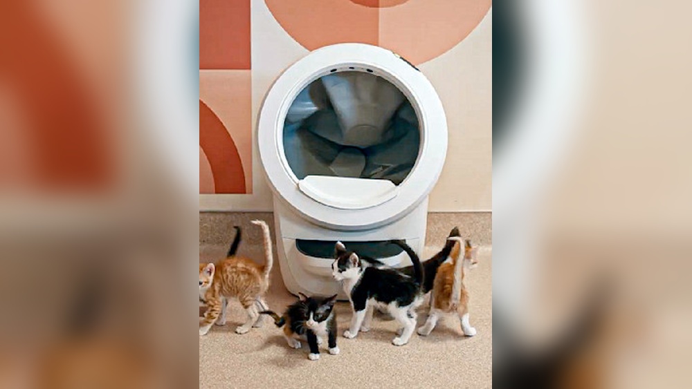 Why Don&rsquo;t Cats Need to Be Potty Trained: Surprising Facts