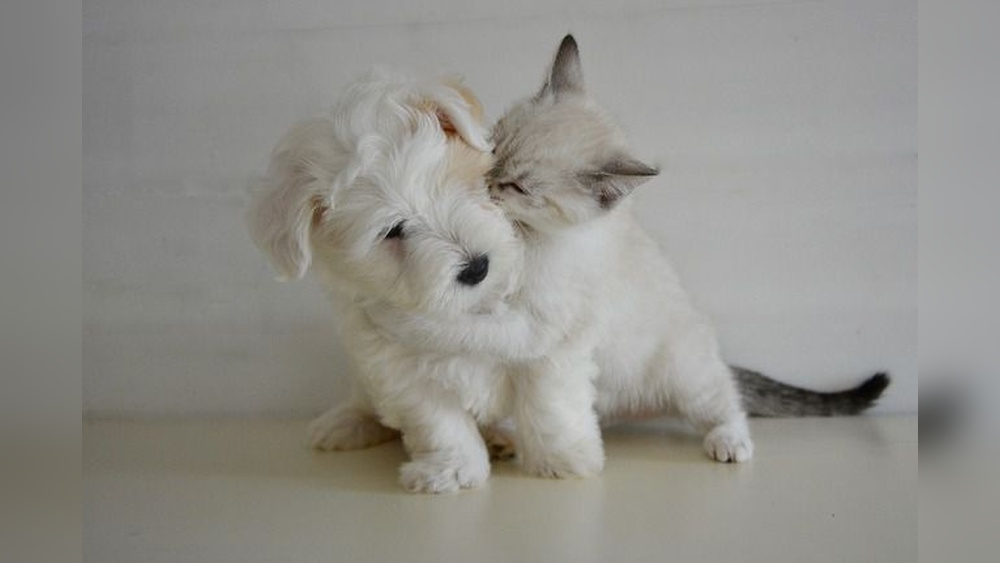 Why Dont Cats Have As Many Breeds As Dogs: Surprising Reasons Explained