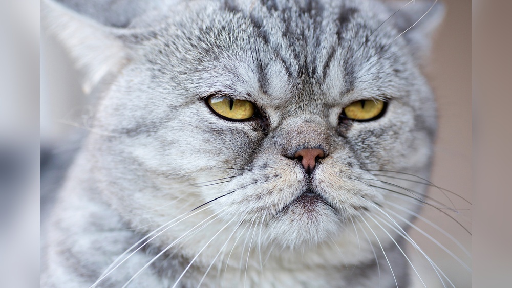 Why Don&rsquo;T Cats Try to Groom Us: Surprising Feline Facts Revealed