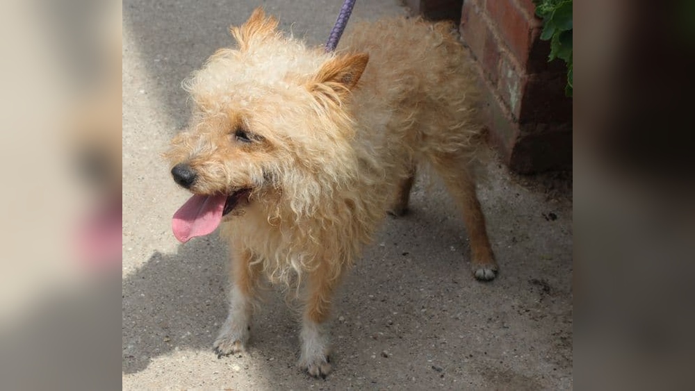 Why Don&rsquo;T Dogs Groom Like Cats: Surprising Reasons Explained