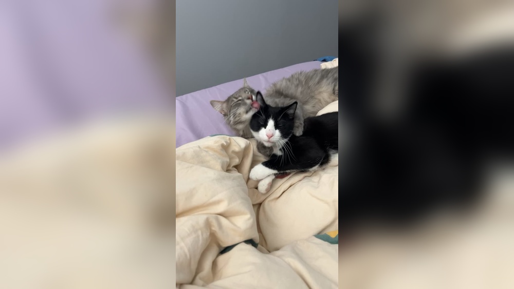 Why Don&rsquo;T My Cats Groom Each Other Reddit: Surprising Reasons Explained