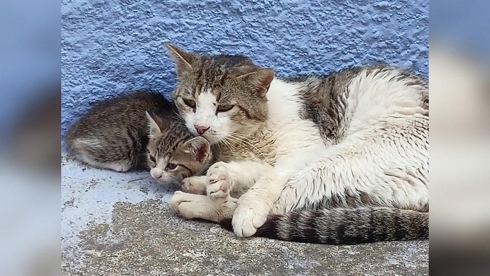 Why Dont Older Cats Allow Younger Cats to Groom Them: Surprising Reasons Revealed