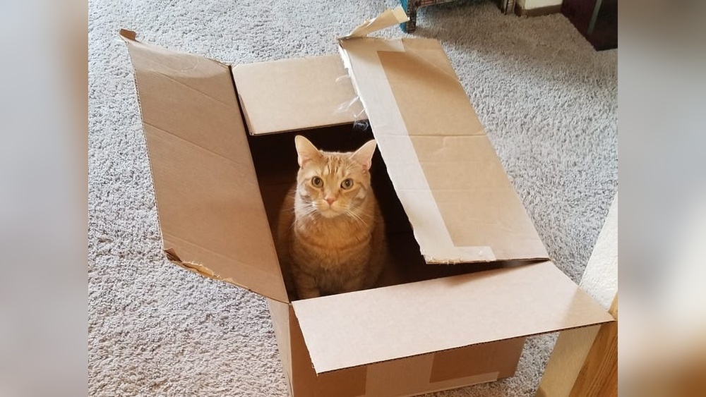 Why Does My Cat Put Toys in Boxes: Surprising Cat Behavior Explained