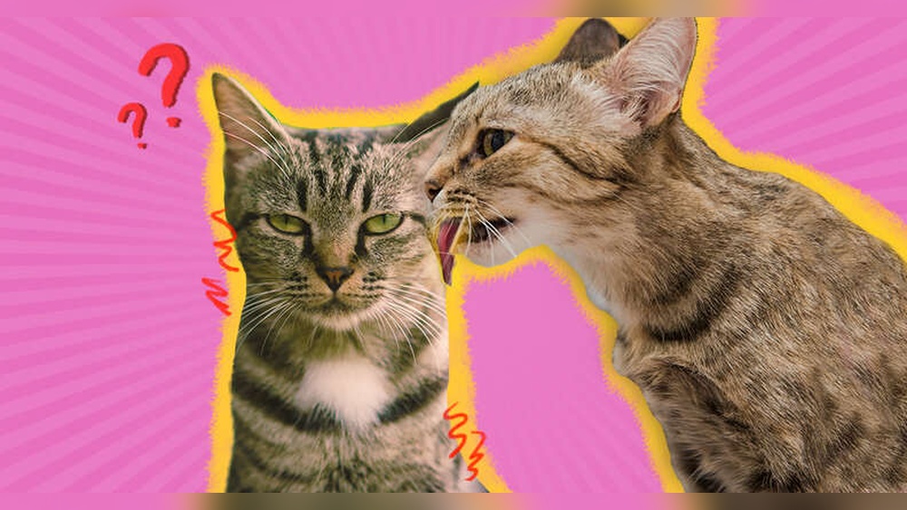 Why Doy Cats Aggressively Groom Each Other: Surprising Reasons Explained