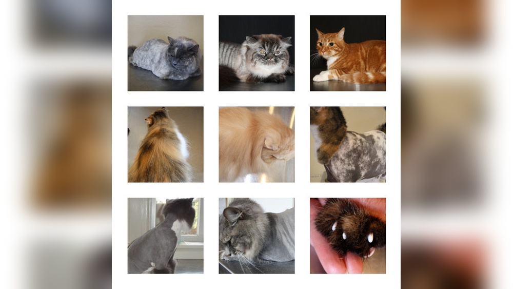 Why Groom Your Cat Ncgia: Essential Tips for Healthy Felines