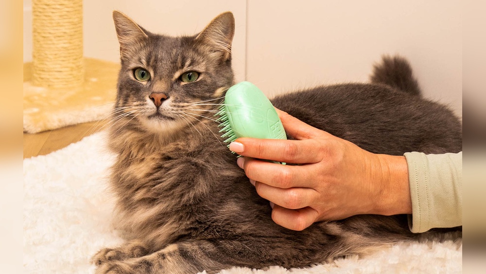 Why Groom Your Cat: Essential Tips for a Happy, Healthy Pet
