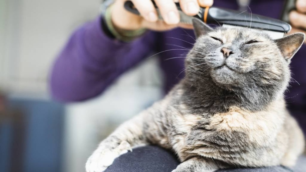 Why is Grooming Your Cat Important: Essential Tips for Healthy Pets