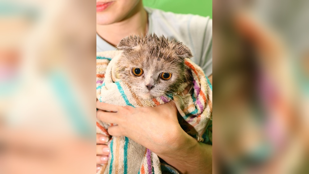 Why is It So Hard to Find a Cat Groomer: Expert Tips Revealed