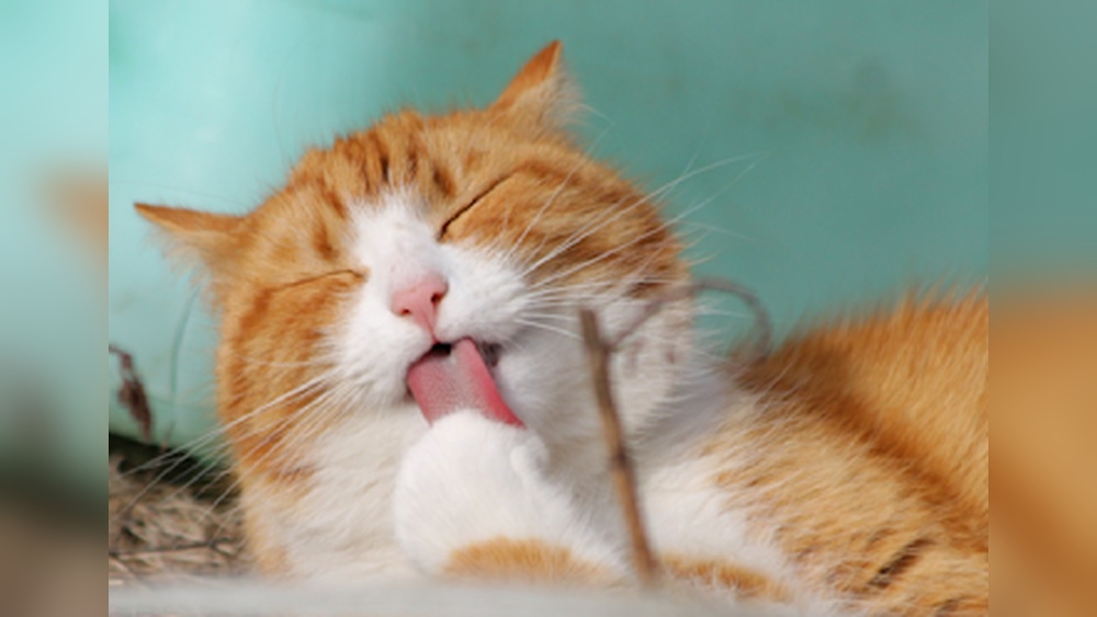 Why is My Cat Constantly Grooming: Shocking Reasons Revealed