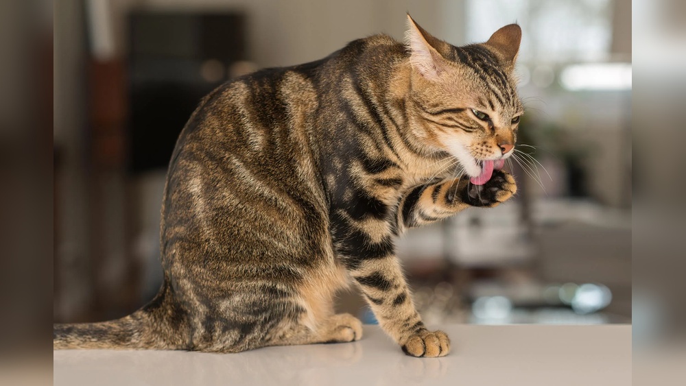 Why is My Cat Grooming a Lot: Surprising Reasons Revealed!