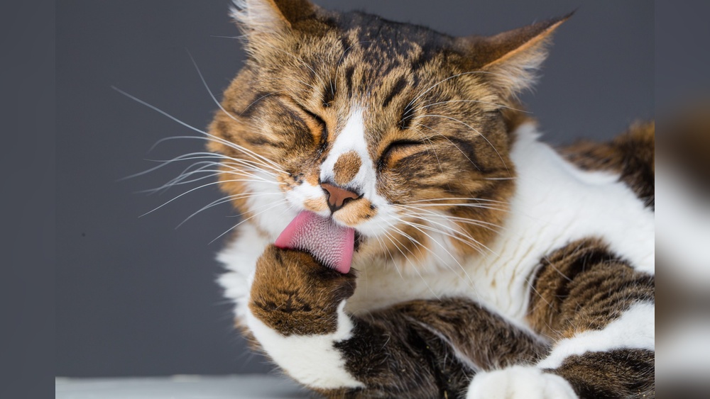 Why is My Cat Grooming Herself So Much: Causes & Solutions