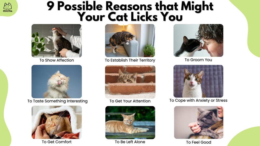 Why is My Cat Loud When She Grooms: Surprising Reasons Explained