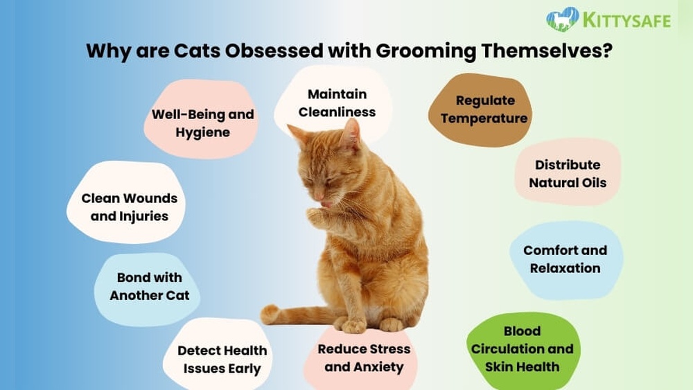 Why is My Cat Obsessed With Grooming: Surprising Reasons Revealed