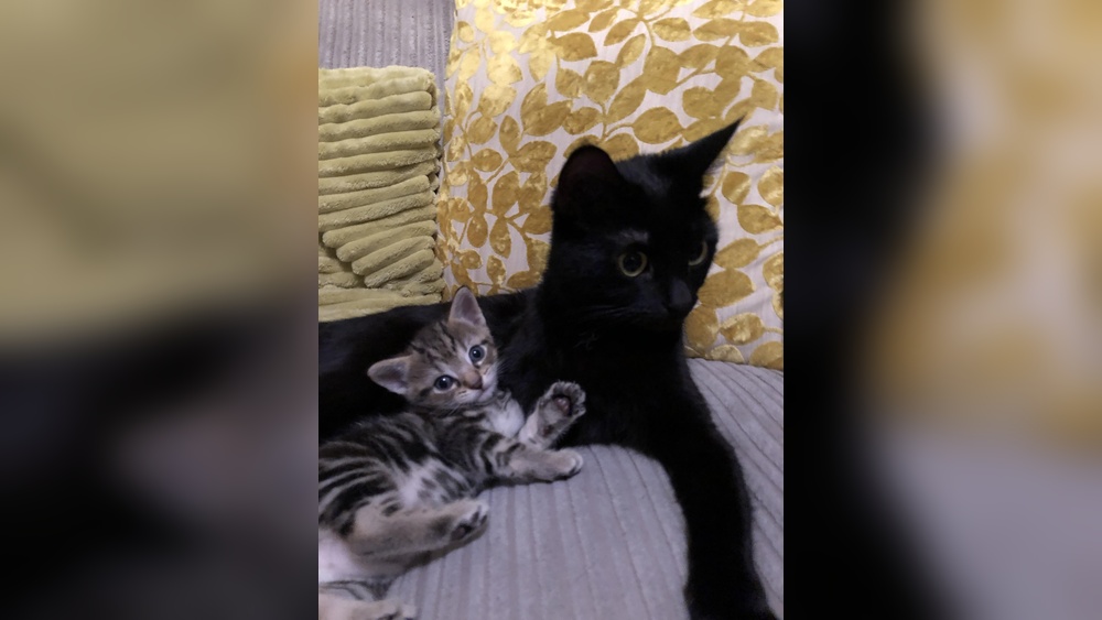 Why is My Cat Only Taking Care of One Kitten: Surprising Reasons Revealed