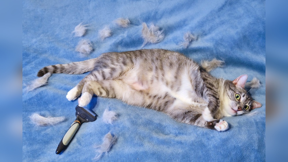 Why is My Cat Over Grooming And Losing Hair: Causes & Solutions