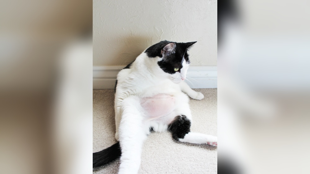 Why is My Cat Over Grooming Her Belly: Causes & Solutions Explained
