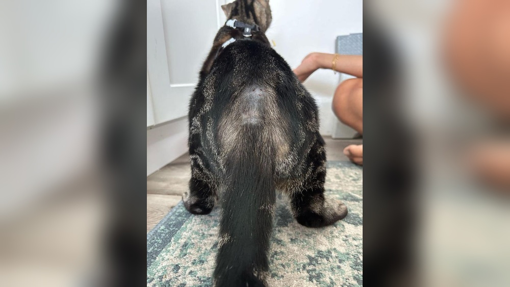 Why is My Cat Over Grooming Her Tail: Causes & Solutions Explained