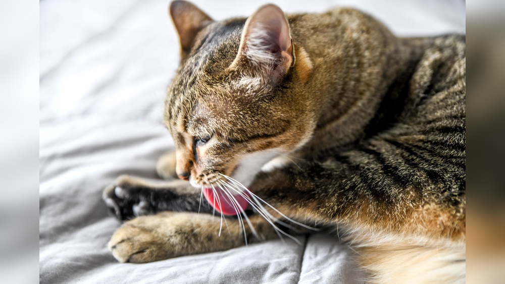 Why is My Cat Over Grooming When I Leave: Shocking Reasons Revealed