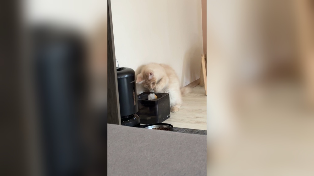 Why is My Cat Soaking Toys in Water: Surprising Reasons Explained