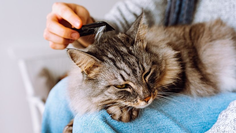 Why is My Cat Suddenly Grooming So Much: Causes & Solutions