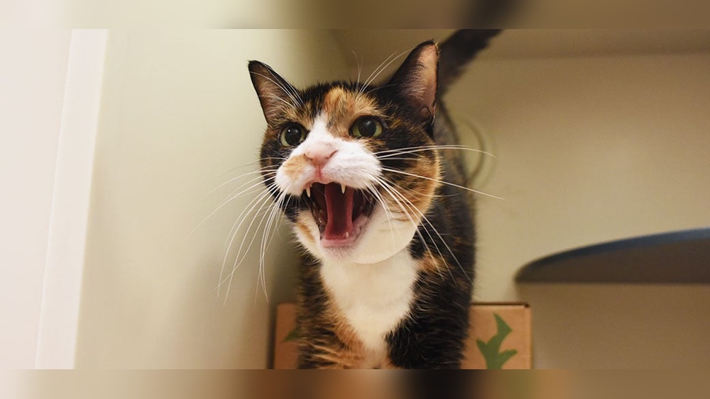 Why is My Cat&rsquo;S Behavior Getting Worse: Shocking Causes Revealed